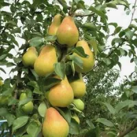 Груша Академическая