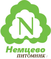 Саженцы жимолости Нимфа