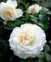 Роза White Meidiland