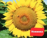Семена подсолнечника ЛГ 5663 КЛ