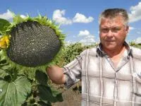 Семена подсолнечника Гризли