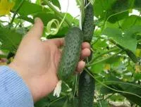 Огурец 3506 Seminis. Семена. F1 самоопыляемый сверхранний 10 шт