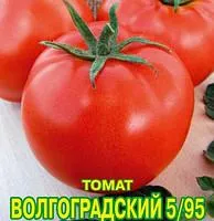 Томат Волгоградский 5/95. Россия. 0,1 гр. Семена.