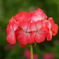 Пеларгония зональная Дивас Пикоти рэд (семена 3 шт)