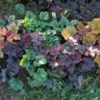 Саженцы гейхеры (Heuchera), в контейнере