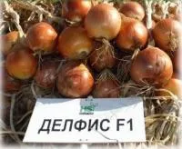 Семена лука репчатого Хайджет F1 (Делфис F1), Holland Seeds, 250 000 семян