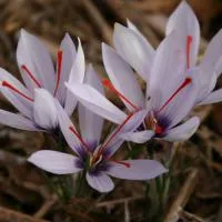 Луковицы Крокусов