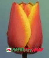 Тюльпан Эд Рем