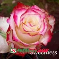 Роза Свитнес (Sweetness)