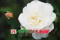 Роза Айсберг
