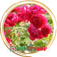 Роза Фламментанц плетистая
