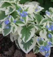 Бруннера крупнолистная Variegata