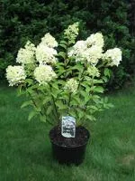 Гортензия метельчатая Hydrangea paniculata Prim White, 0,3-0,5м, Р9, 2лет