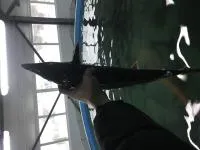 Осетр живой