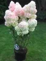 Гортензия метельчатая Hydrangea paniculata Vanille Fraise, 1,0-1,2м, с10, 6-7лет