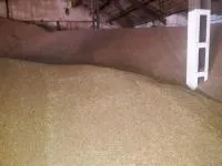 Пшеница фуражная оптом