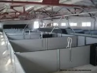 Боксы для содержания поросят