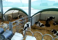 Деревня для телят Агротель