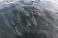 Форель