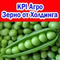 Горох (кормовой и пищевой)