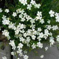 Саженцы Гвоздики травянка 'Albus'