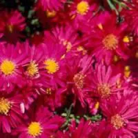 Саженцы Астры новобельгийская 'Crimson Brocade'