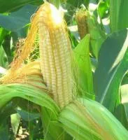 Гибриды семена кукурузы Делитоп (Сингента, Syngenta) ФАО210