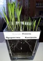Стимулятор роста растений - органическое удобрение ПроРостим