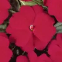 Рассада цветка Импатиенс ново-гвинейский (Impatiens hawkerii - New Guinea Divine F1: Cherry Red, Orange, White, Pink)