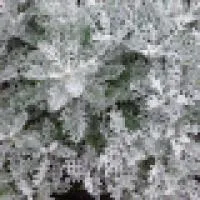 Рассада цветка Цинерария (Cineraria Silverdust)