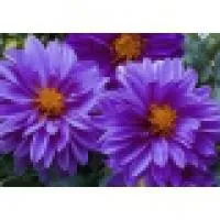 Рассада цветка Дахлия (Dahlia)
